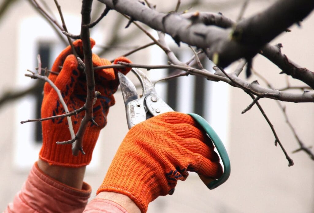 Trim Overhanging Branches